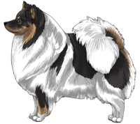 Black & Tan Parti German Spitz