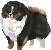 Black & Tan Parti  Pomeranian