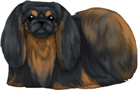 Black & Tan Pekingese