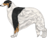 Black & Tan with White Piebald Markings Borzoi