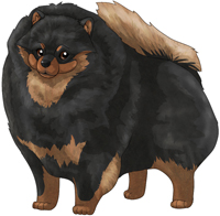 Black & Tan   Pomeranian