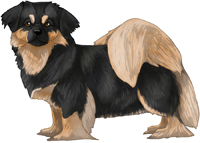 Black & Tan Tibetan Spaniel