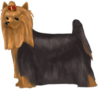 Black and Tan Yorkshire Terrier