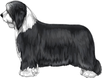 Black and White Bearded Collie