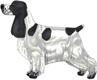 Black and White English Cocker Spaniel