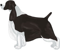 Black & White English Springer Spaniel