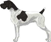 Black and White - Patched German Wirehaired Pointer