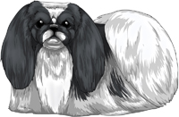 Black & White Pekingese