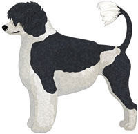 Black & White Portuguese Water Dog