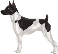 Black & White Rat Terrier