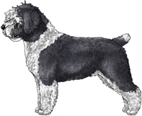 Black & White Spanish Water Dog