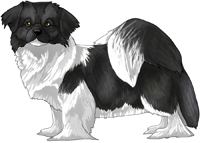 Black & White Tibetan Spaniel