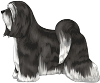 Black and White Tibetan Terrier