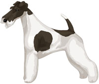 White and Black Wire Fox Terrier