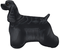 Black American Cocker Spaniel