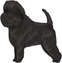 Black Affenpinscher