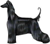 Black Afghan Hound