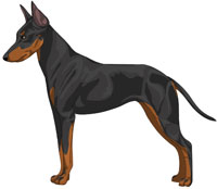 Black and Tan Manchester Toy Terrier