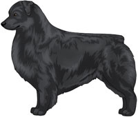 Black Australian Shepherd