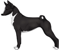 Black and White Basenji