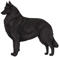 Black Belgian Sheepdog