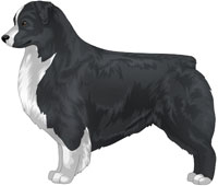 Black Bi Australian Shepherd