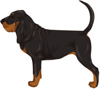 Black Bloodhound