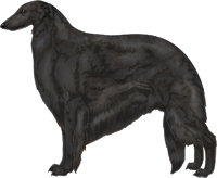 Black Borzoi