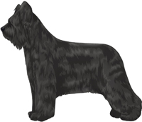 Black Briard