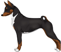 Black Brindle & White Basenji