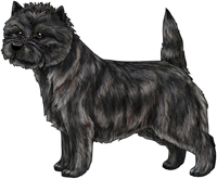 Black Brindle Cairn Terrier