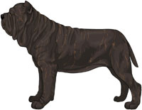 Black Brindle Neapolitan Mastiff