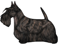 Black Brindle Scottish Terrier