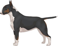 Black Brindle & White Bull Terrier