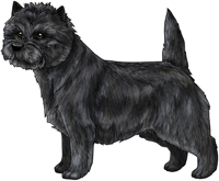 Black Cairn Terrier
