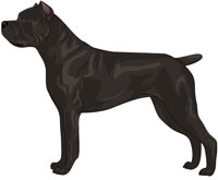 Black Cane Corso