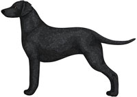 Black Curly-Coated Retriever