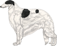 Black with Extreme White Piebald Borzoi