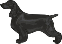 Black Field Spaniel