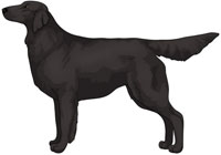 Black Flat-Coated Retriever