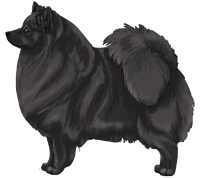 Black German Spitz