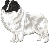 Black Headed White Shetland Sheepdog