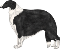 Black with White Irish Markings Borzoi