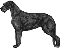Black Irish Wolfhound