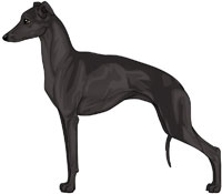 Black Italian Greyhound