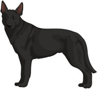 Black Australian Kelpie