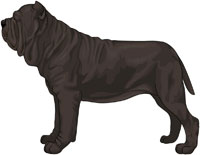 Black Neapolitan Mastiff