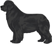 Black Newfoundland