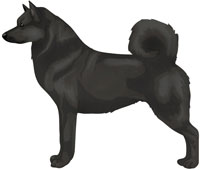 Black Norwegian Buhund