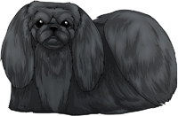 Black Pekingese